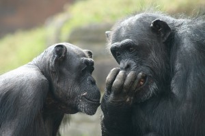 sedici-maggio-scimpanze-1567116684