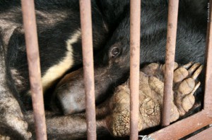 caged-bear