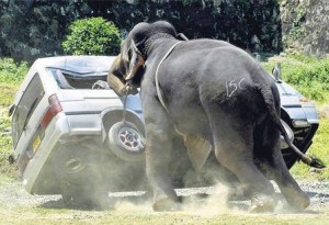 elefante-attacca-auto