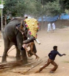 elefante-attacca-uomini