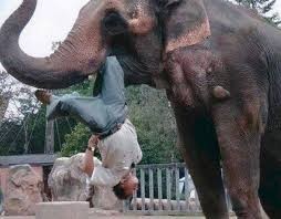 elefante-attacca-uomo