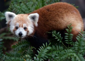 national-zoo-missing-red-panda-rusty_68746_990x742