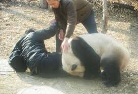 panda-attacca-uomo
