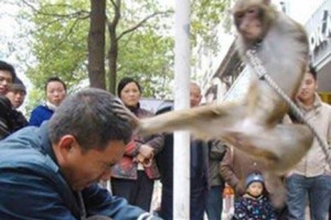 scimmia-prende-a-calci-uomo