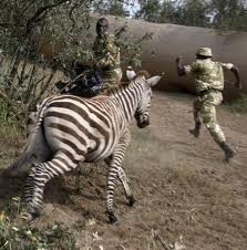 zebra-attacca-soldati