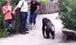 scimpanzè in fuga ad Hannover