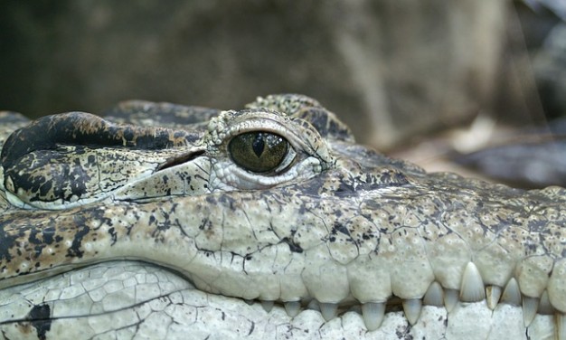 cacciatore-alligatore-occhio-rettile-coccodrillo-animale_121-66886