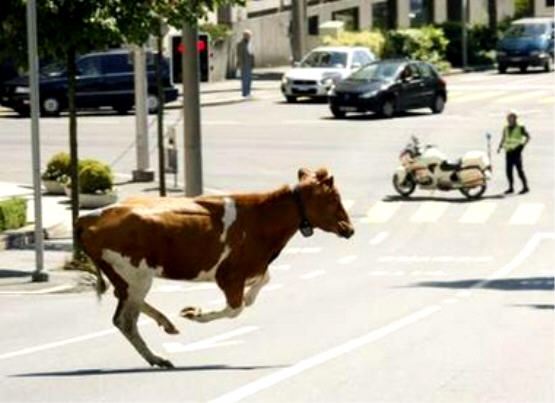 cow-escape