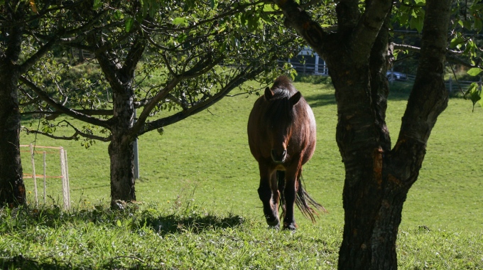 Cavallo sul prato in una foto L.Gallitto