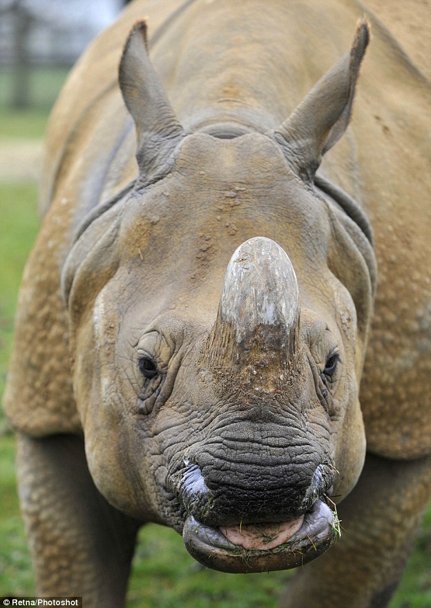 234BF9AC00000578-2840861-Attack_The_rhino_file_picture_at_Whipsnade_Zoo_left_the_man_with-179_1416412783870