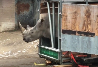 rhino-tries-to-escape-Dutch-zoo