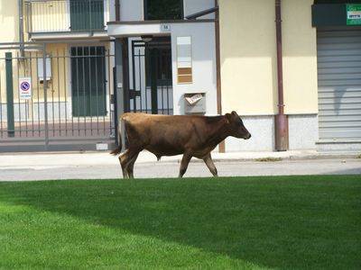 vitelli-in-fuga-bovini-busto-28-8-2007-378467