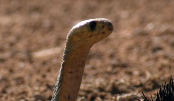 serpente-cobra