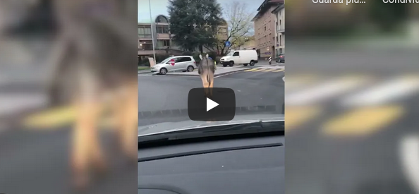 l'immagine è un fotogramma del video ripreso dall'interno di un'automobile. Si vede un asino di spalle in mezzo a una strada urbana.