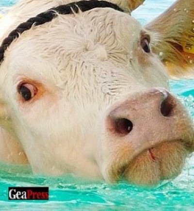 foto del volto di una mucca bianca (Teresa) in mezzo all'acqua