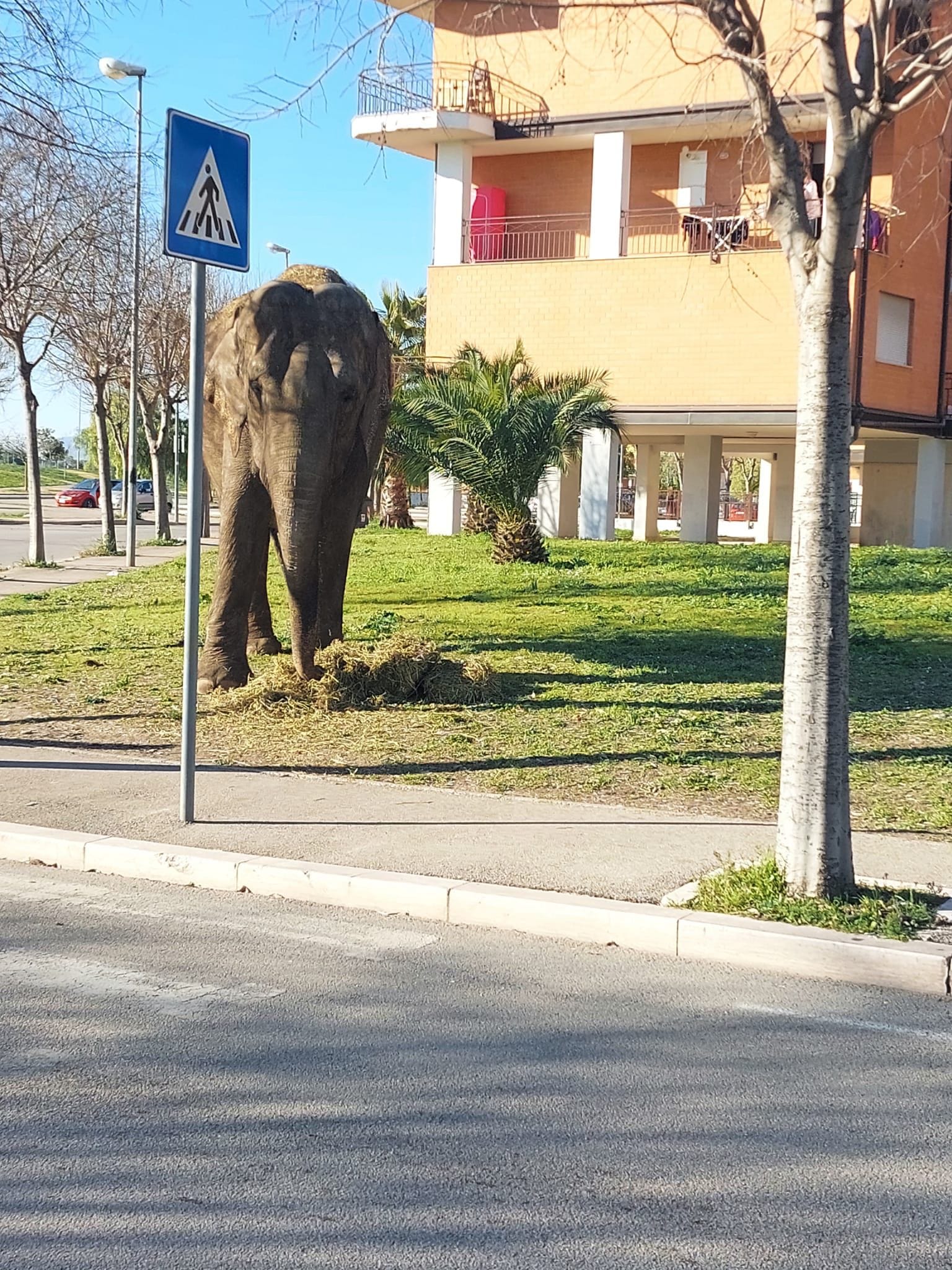 Nella foto si vede un elefante che cammina su un'aiuola di fianco a una strada urbana, alle spalle un palazzo.
