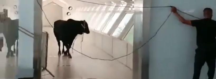 in primo piano, un toro nel corridoio della banca, sulla destra un uomo di spalle che attende il toro con delle corde