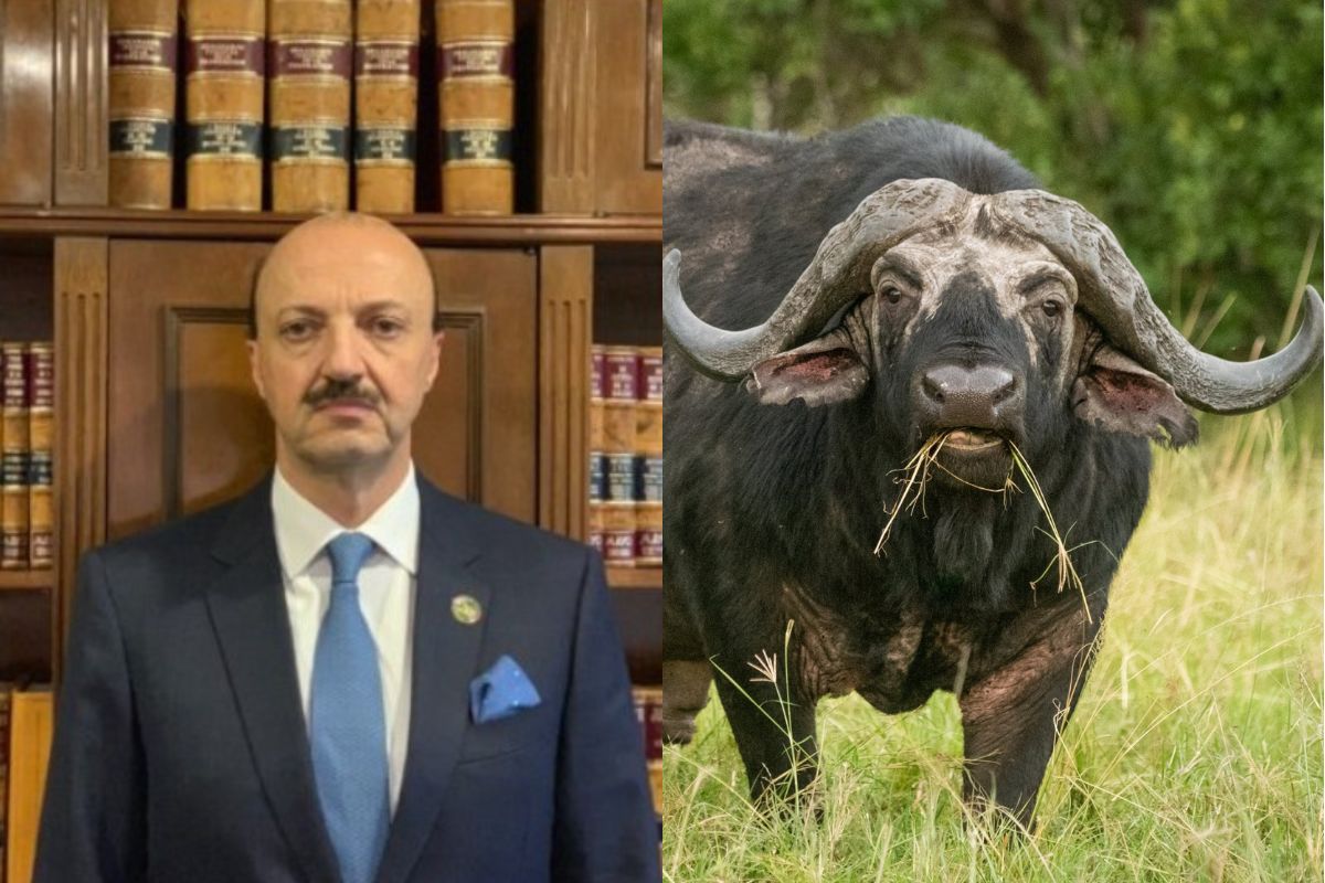l'immagine mostra due foto una accanto all'altra. A sinistra, il presidente di federcaccia messicana, a destra un bufalo in mezzo a un prato.