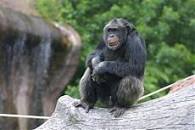 L'immagine è una foto di Santino, scimpanzè di colore bruno seduto su un tronco bianco. Sullo sfondo, la vegetazione verde.