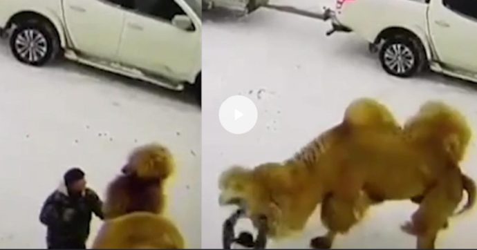 L'immagine mostra due fotogrammi tratti da un video, affiancati. Nel primo, a sinistra, si vede un uomo che colpisce un cammello. Nel secondo, a destra, il cammello si sta avventando sull'uomo.