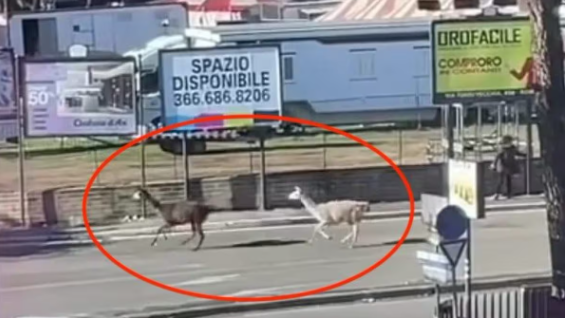 due lama, uno bianco e uno marrone, corrono in mezzo a una strada cittadina.