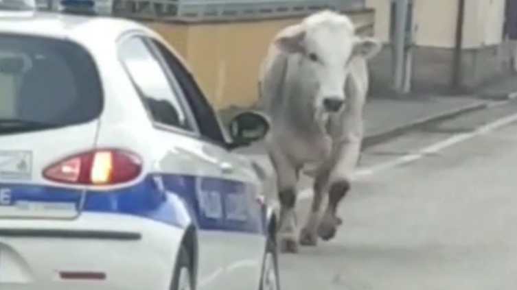 Foto: sulla sinistra un'auto della polizia municipale, al centro della foto un vitellone bianco visto di fronte che corre in mezzo alla strada