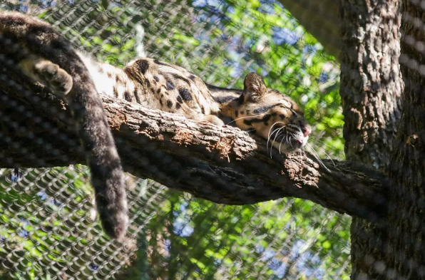Foto: un leopardo addormentato sul ramo di un albero. Sullo sfondo, la rete della gabbia.