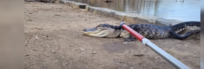 foto: un alligatore (visibili testa e parte del corpo) su una spiaggia viene tenuto fermo da un bastone con collare