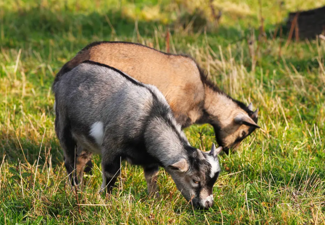 Foto: al centro dell'immagine due capre pigmee, una grigia e una marrone chiaro, brucano l'erba in un prato verde.