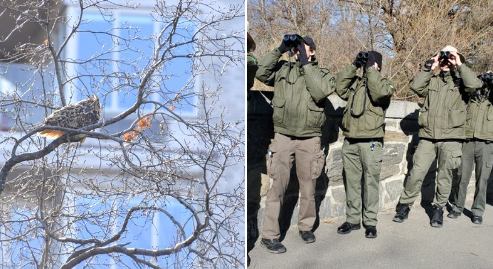 Due foto affiancate. Nella foto di sinistra, al centro dell'immagine si vede Flaco, il gufo fuggito dallo zoo di Central Park, sul ramo di un albero spoglio (sullo sfondo, un palazzo con ampie vetrate). Nella foto di destra, un gruppo di dipendenti dello zoo vestiti di verde scrutano il cielo con dei binocoli neri.