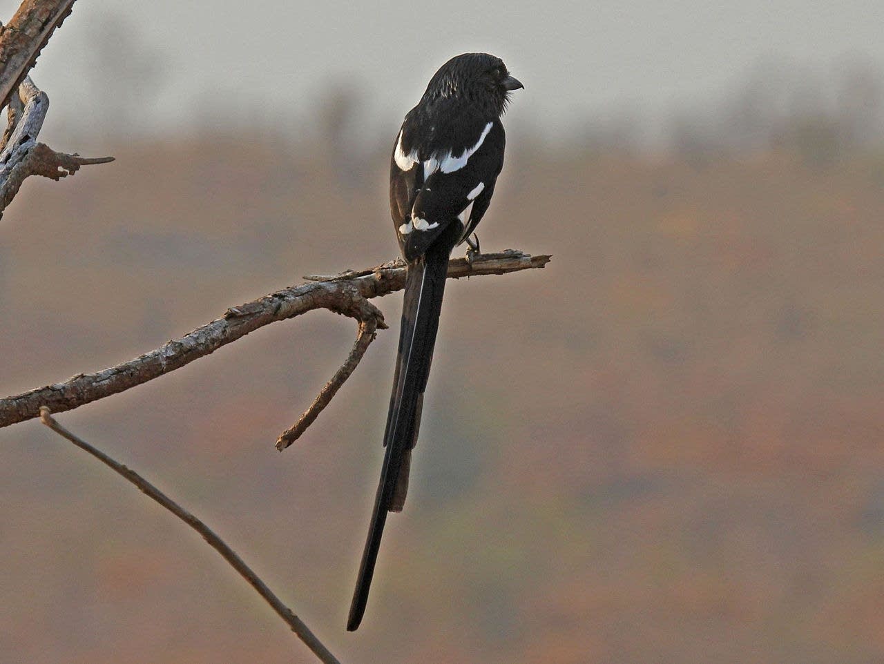 Foto: una gazza tropicale  nera di spalle su un ramo.