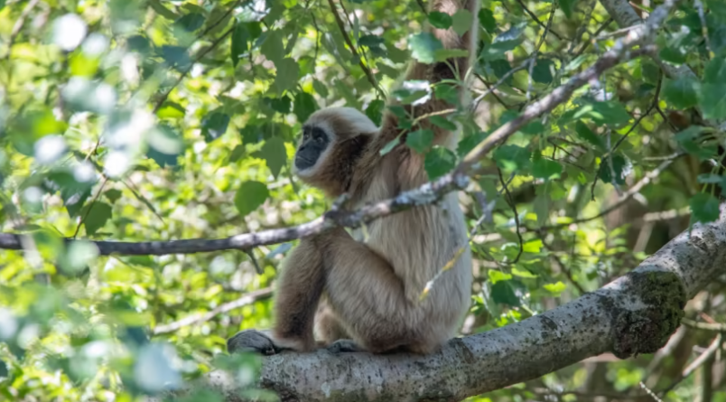 Foto: un gibbone in primo piano seduto su un grande ramo. Sullo sfondo, le foglie verdi dell'albero.