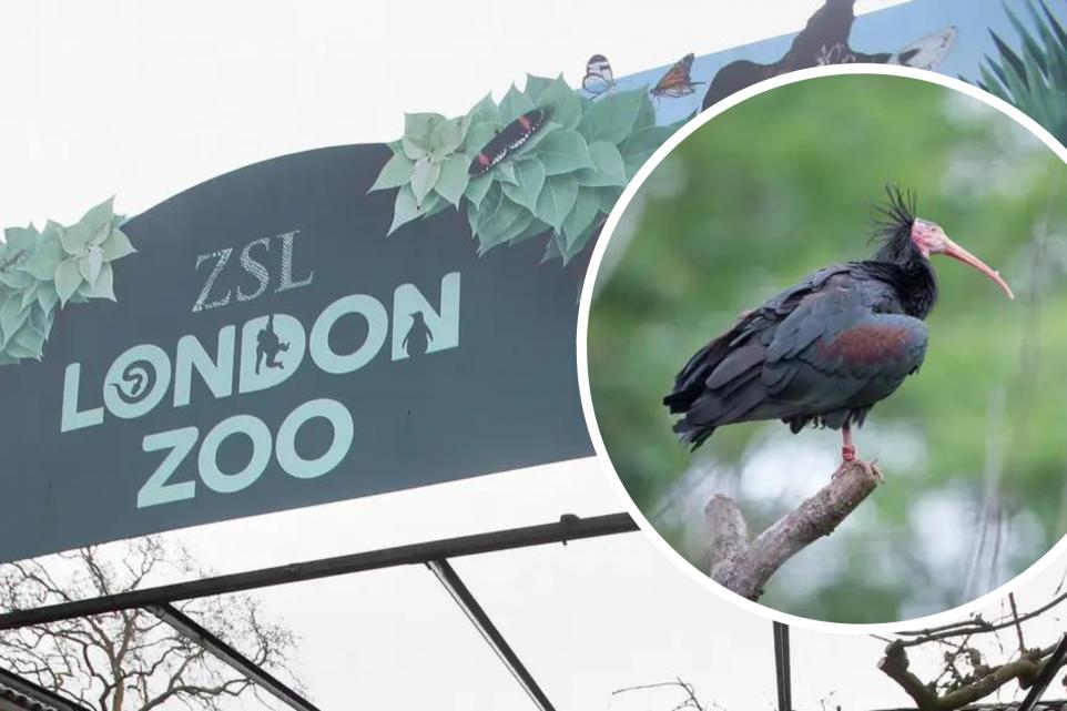 L'immagine mostra due foto. A tutto campo, l'insegna dell'ingresso dello zoo di Londra, con la scritta bianca su sfondo grigio. Sulla destra un cerchio con bordo bianco con la foto di un uccello nero su un ramo.