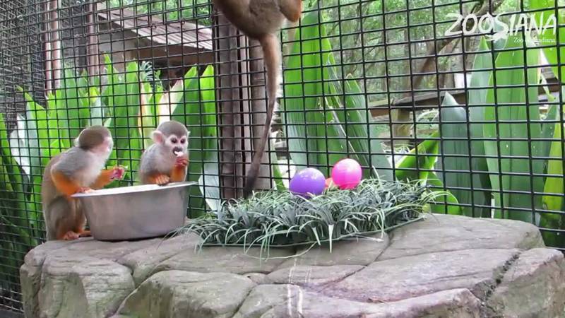 Foto dal sito dello zoo ("Zoosiana"). La foto mostra una gabbia. In primo piano, dentro la gabbia, su un masso grigio, dell'erba finta con sopra alcuni palloncini colorati (rosa e viola); sulla sinistra due piccole scimmie li osservano.