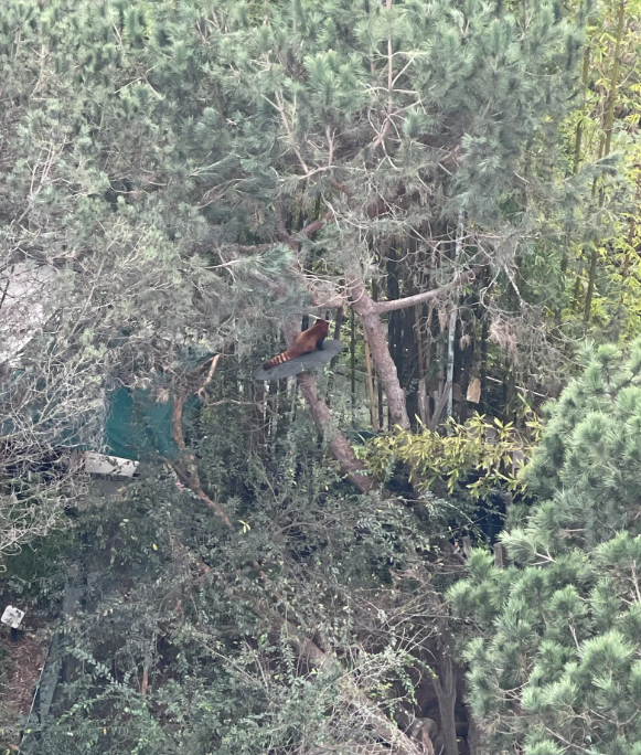 Foto dall'alto: un panda rosso, al centro dell'immagine, su una piccola piattaforma su un ramo, in mezzo a diversi pini.
