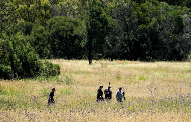 Foto delle ricerche della tigre: sullo sfondo la boscaglia verde, in primo piano un prato secco su cui si stagliano le figure di 4 uomini armati di fucili.