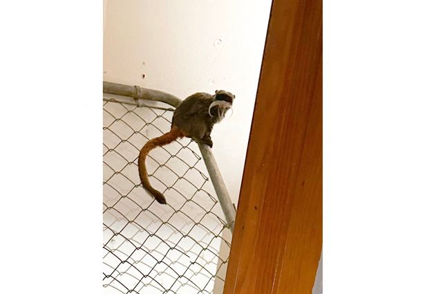 Foto. Una delle scimmie tamarin, appollaiata su un grata. Sullo sfondo una parete bianca.