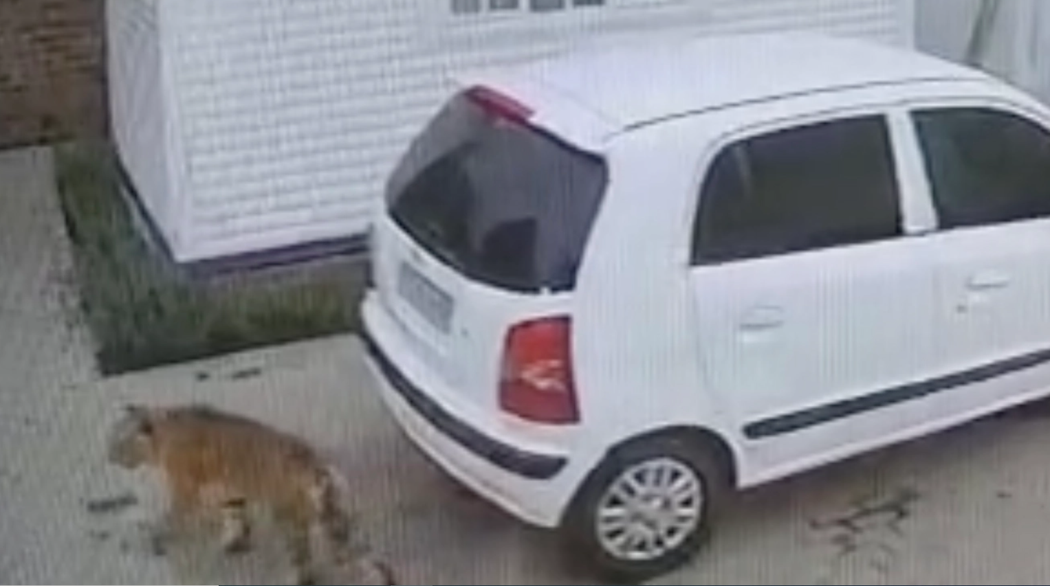 Foto. Le immagini sgranate di una telecamera a circuito chiuso mostrano una tigre, in basso a sinistra, che cammina in un parcheggio di fianco a un'auto bianca.