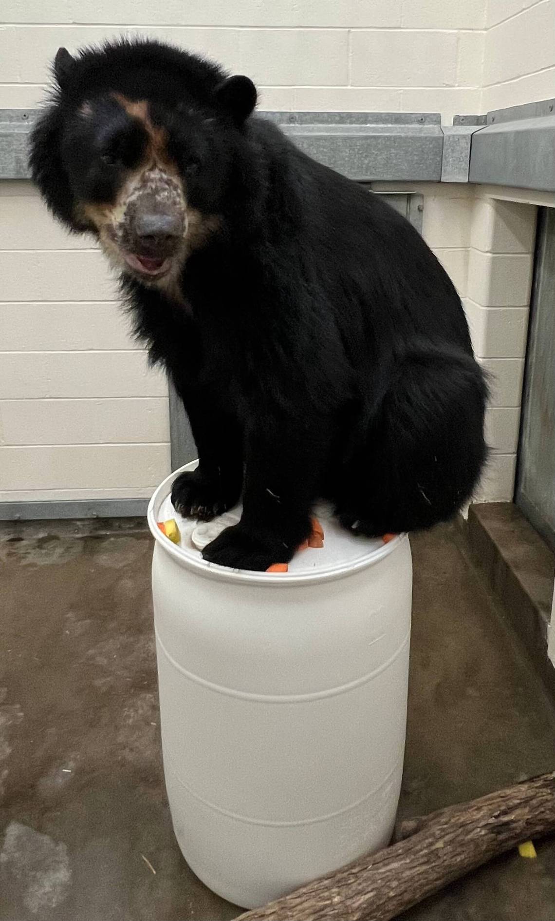Foto: l'orso Ben (dun orso di colore molto scuro) seduto su un bidone di plastica bianco.