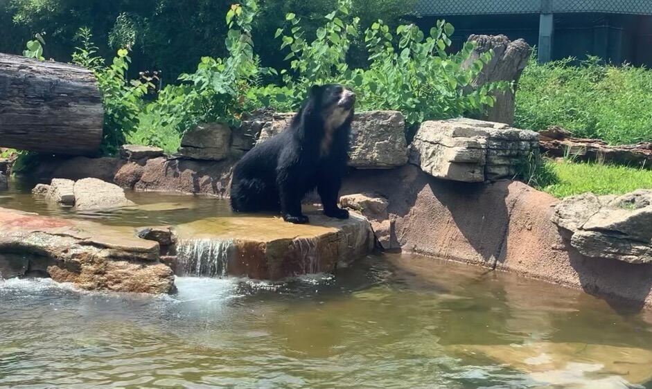 foto: l'orso Ben, un orso nero, su un masso piatto al centro di un laghetto artificiale