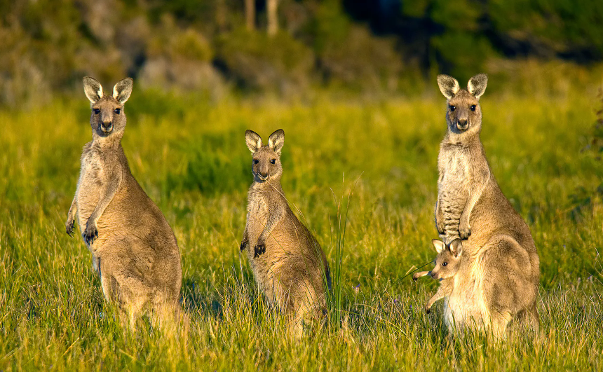 Foto. Tre canguri in piedi fotografati di fronte in mezzo a un prato verde.