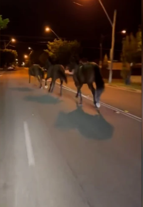 Foto: tre cavalli visti di spalle corrono su una strada asfaltata di sera