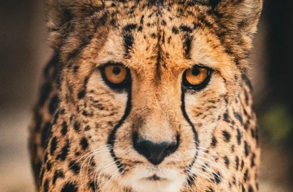 Foto. Primo piano del volto di un ghepardo dello zoo di Omaha.