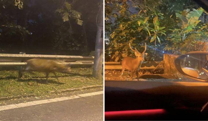 Due foto affiancate, entrambe sfocate. In quella a sinistra si vede un cervo che supera un guard-rail su una strada; in quella a destra il cervo è in mezzo alla strada e guarda verso l'obiettivo.
