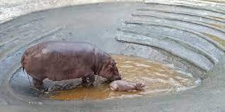 Foto. Un ippopotamo con il cucciolo allo zoo di Vadodara.