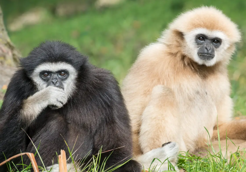 Foto: Itoh (a sinistra) e Momo (a destra), due gibboni seduti su un prato verde.