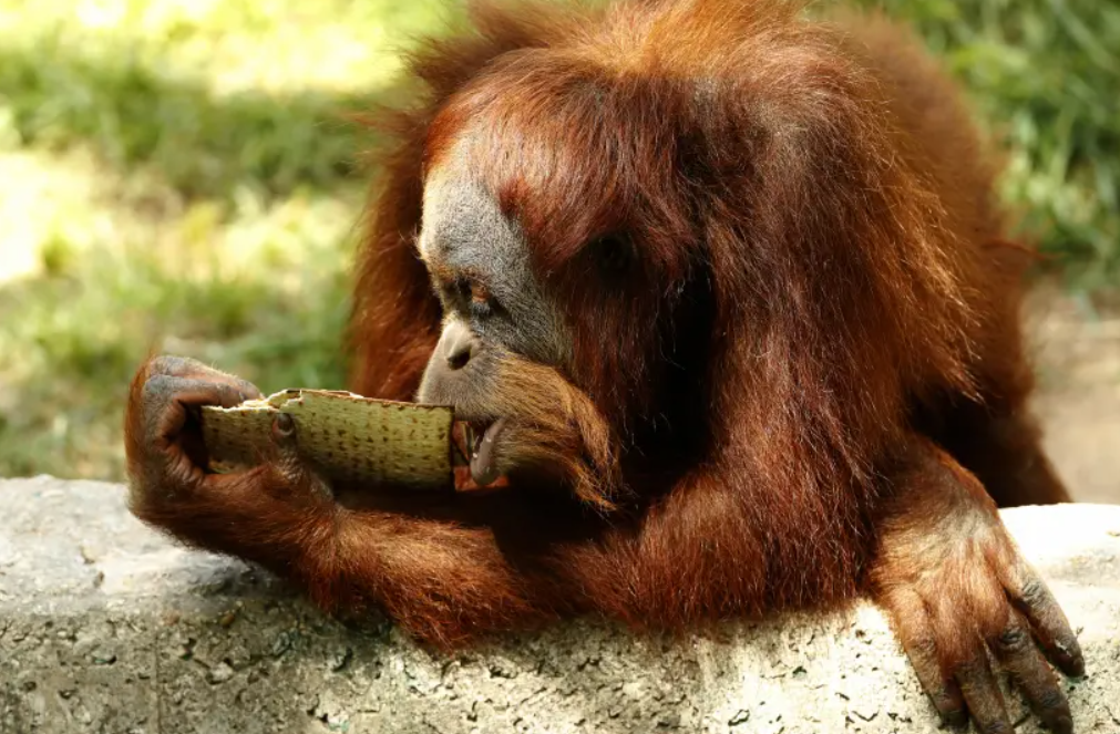foto: un orango in primo piano mangia un pezzo di pane allo zoo safari
