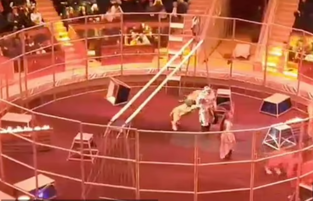 Foto: il recinto in cui si esibiscono i leoni del circo, all'inerno si vede un leone che salta addosso a un addestratore