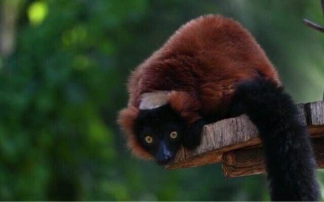 foto di Sai, lemure dal collare rosso, in primo piano su un ramo (sfondo verde sfocato)