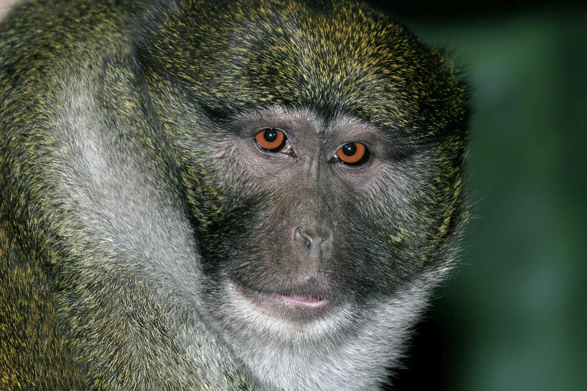 Foto. Primo piano di una scimmia di palude.